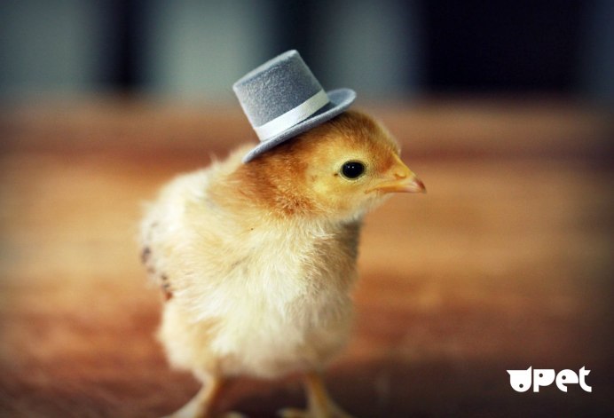 Цыплята Доминант ГС 459