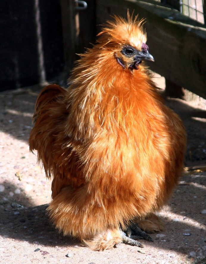 Маленькие цыплята