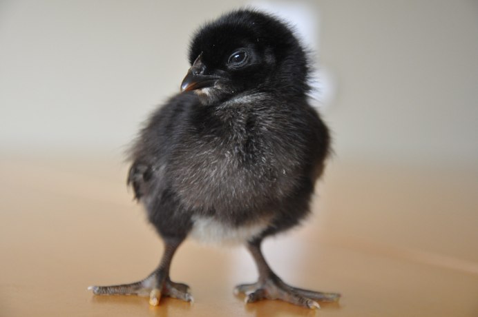 Красивые цыплята