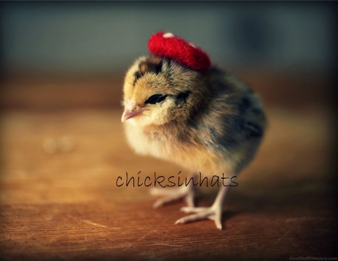 Много цыплят