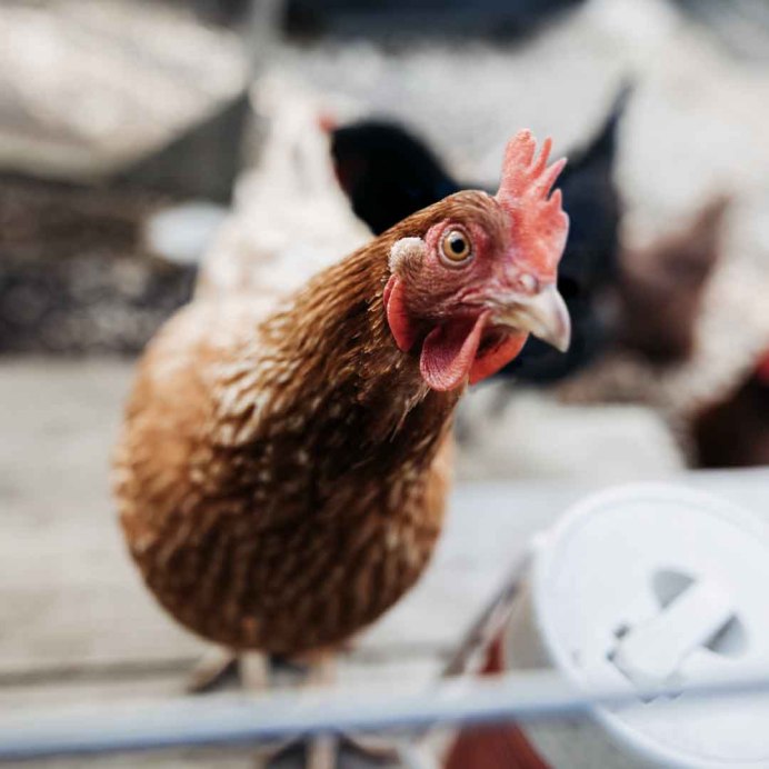 Бентамка Ореховая