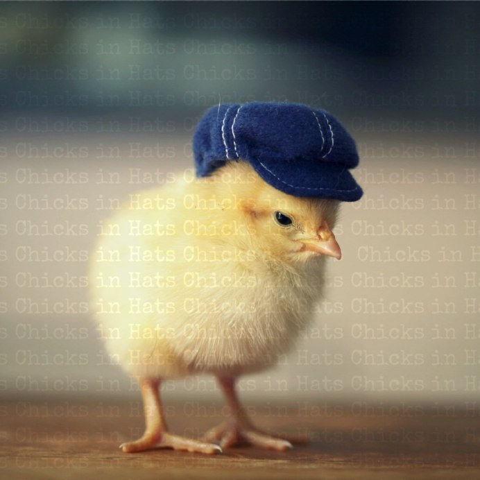 Гнездо курицы бентамка