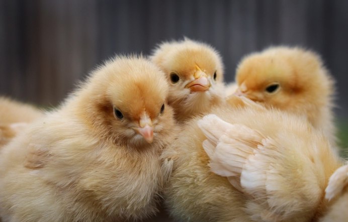 Маленькая курица