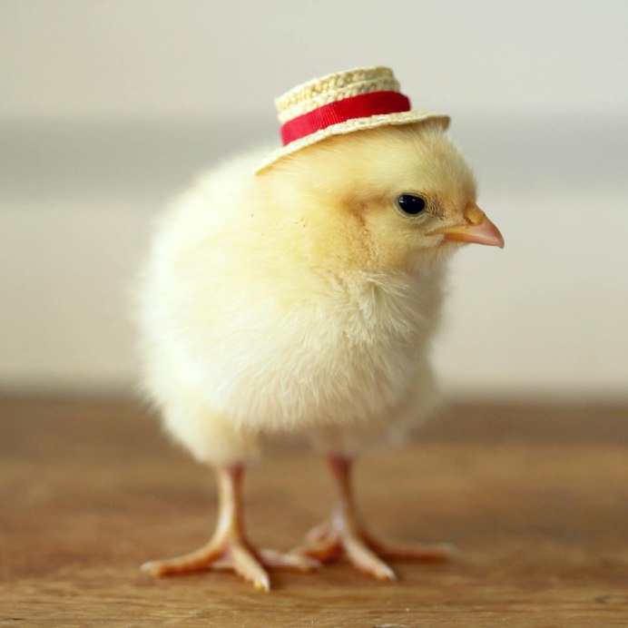 Мохноногий петух