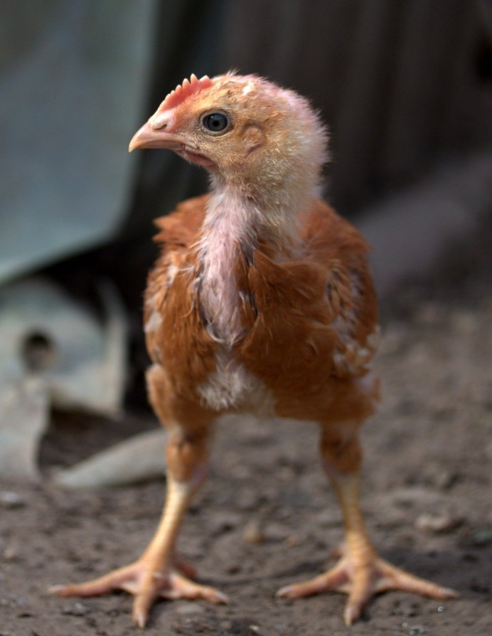 Маленькая Курочка