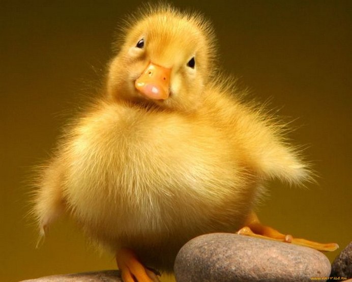 Маленькая Курочка