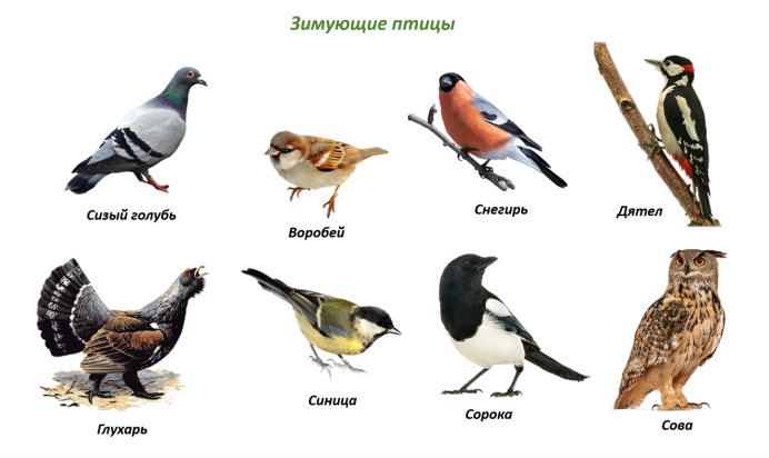 Четвертый лишний перелетные птицы