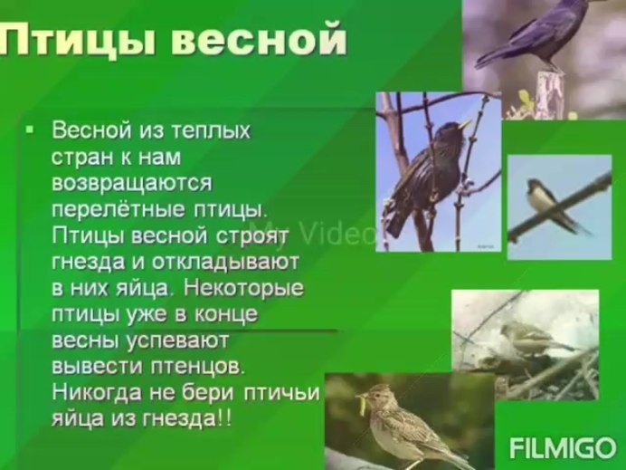 Лондонские воробьи
