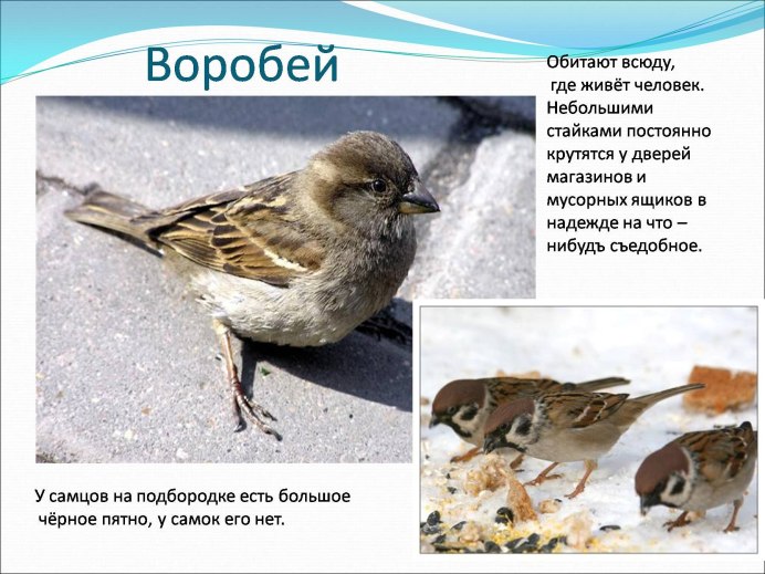 Миграция Скворцов
