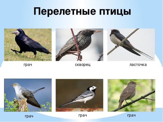 Зимующие птицы названия 1 класс окружающий мир