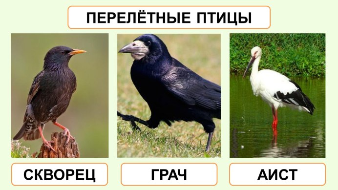 Карточки Домана Воробей