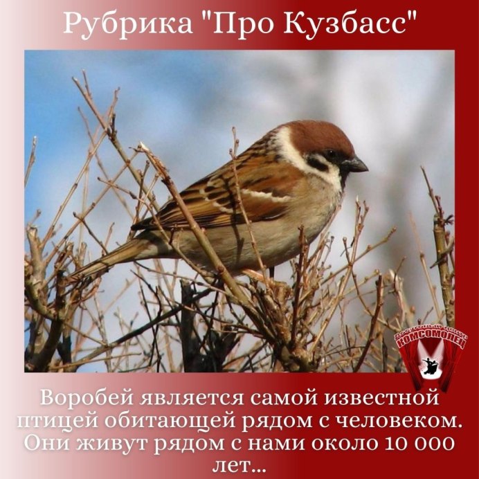 Сорока и Воробей
