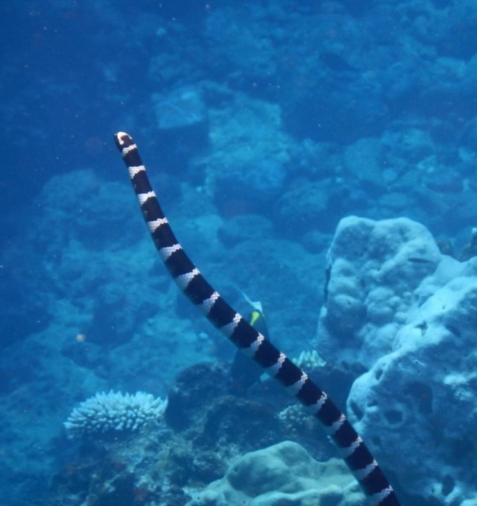 Водяной уж (Natrix tessellata)
