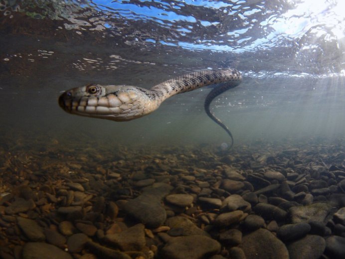 Водяной уж бычколов