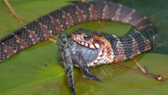 Водяной уж (Natrix tessellata)