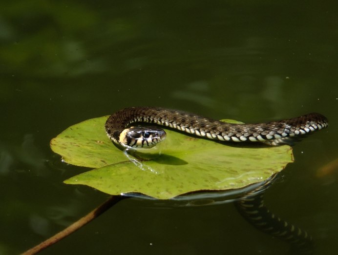 Водяной уж (Natrix tessellata)
