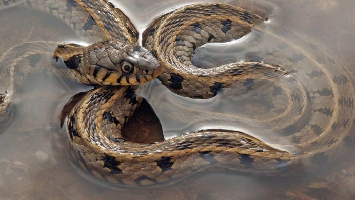Watersnake животное