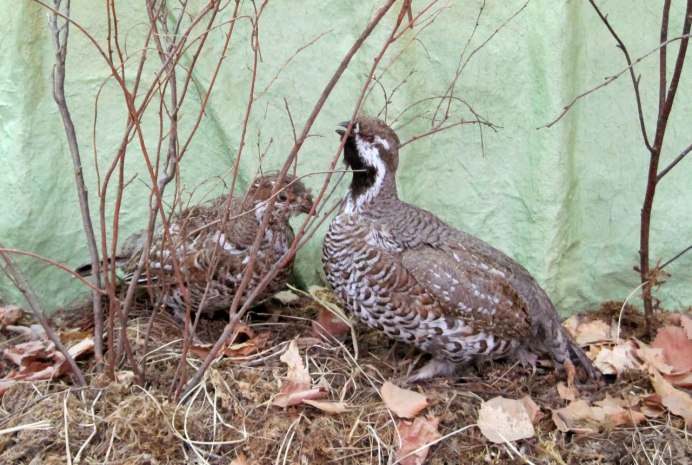 Рябчик обыкновенный птица
