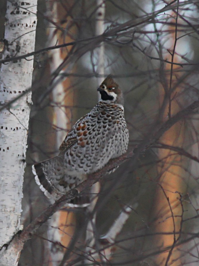 Рябчик птица самка