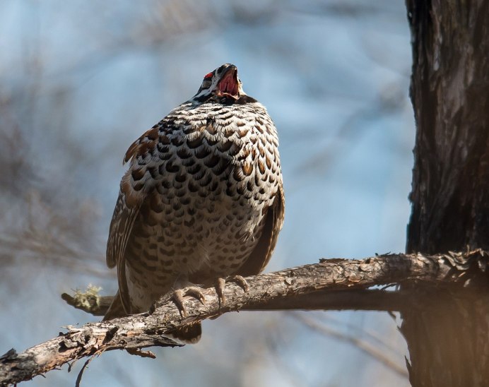 Рябчик токует