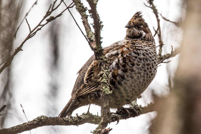 Рябчик в брачный период
