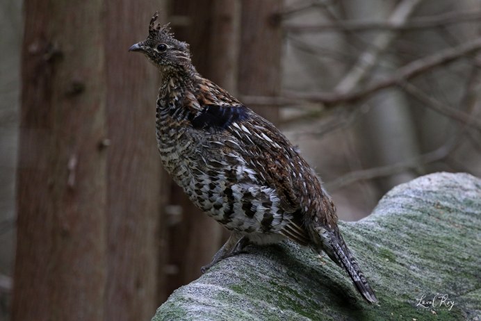 Воротничковый рябчик