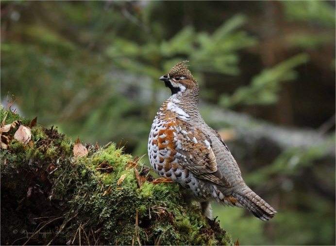 Рябчик (Bonasa bonasia)