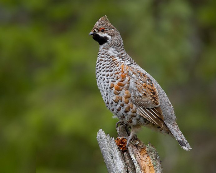 Байкальский заповедник рябчик