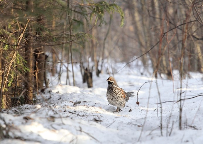 Канадская дикуша / Falcipennis canadensis