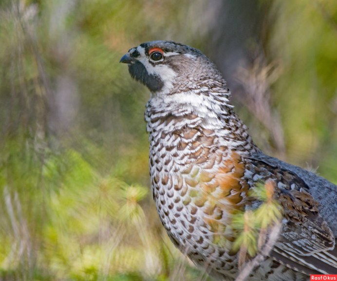 Враги рябчика