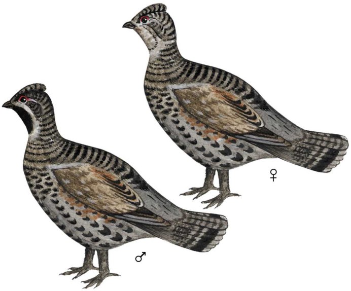 Шотландский рябчик