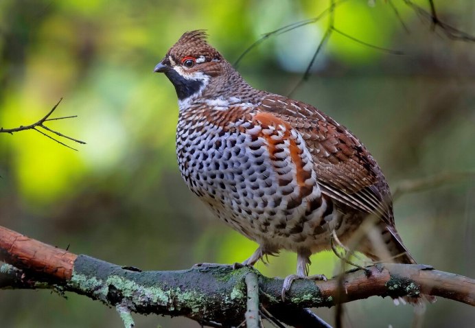 Рябчик Лесной