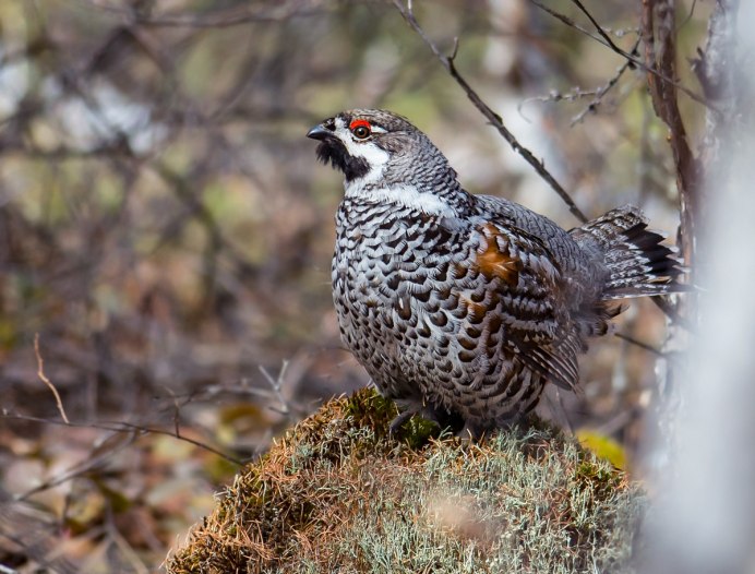 Обыкновенная дикуша