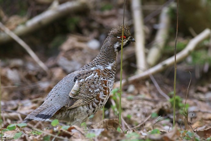 Рябчик самец