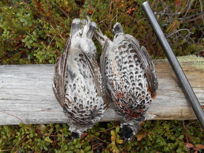 Птицы Красноярского заповедника столбы
