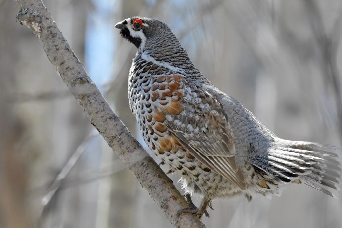 Фото рябчиков самки и самца