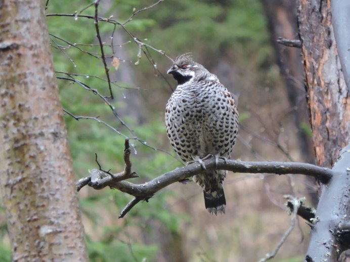 Рябчик в Ленинградской области