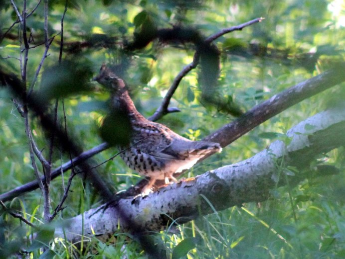 Рябчик (Bonasa bonasia)