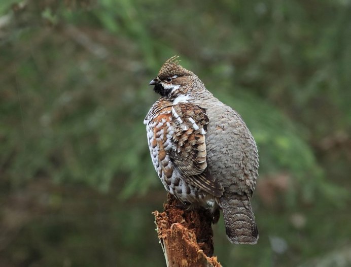 Рябчик обыкновенный птица