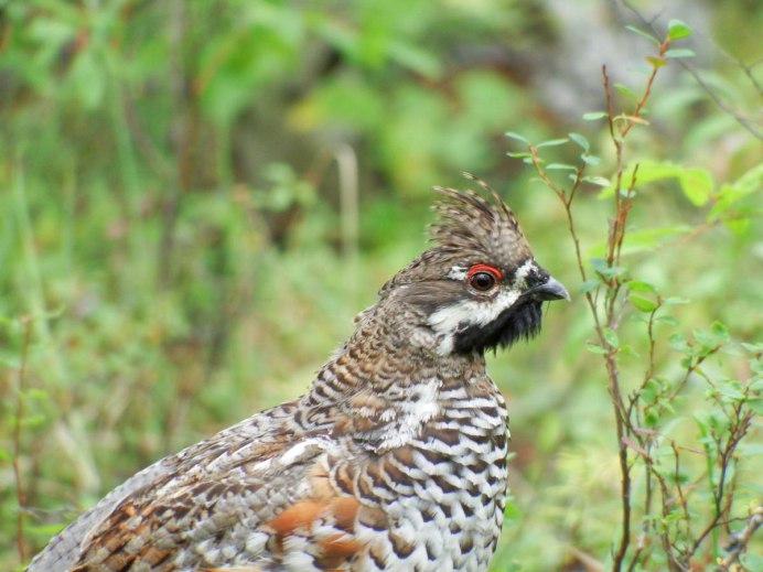 Воротничковый рябчик