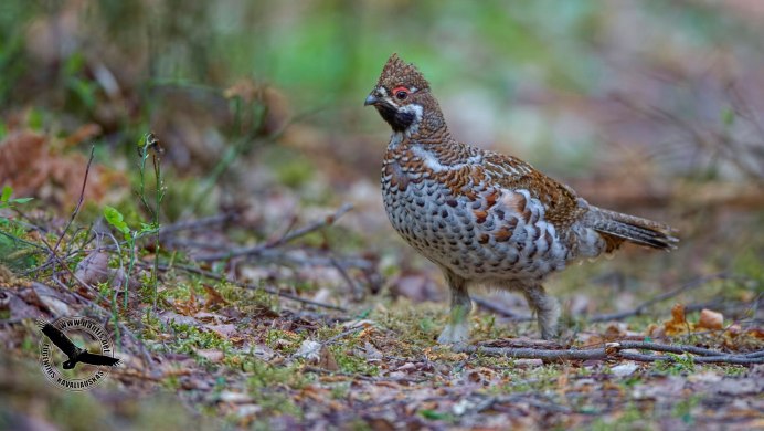 Рябчик Уссурийский
