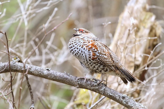 Ток рябчика весной