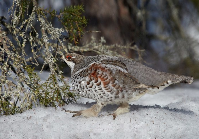Силки на рябчика