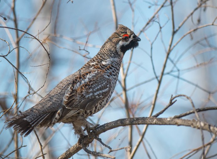 Таежный рябчик