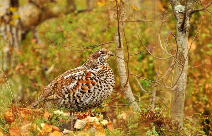 Рябчик Северцова птица