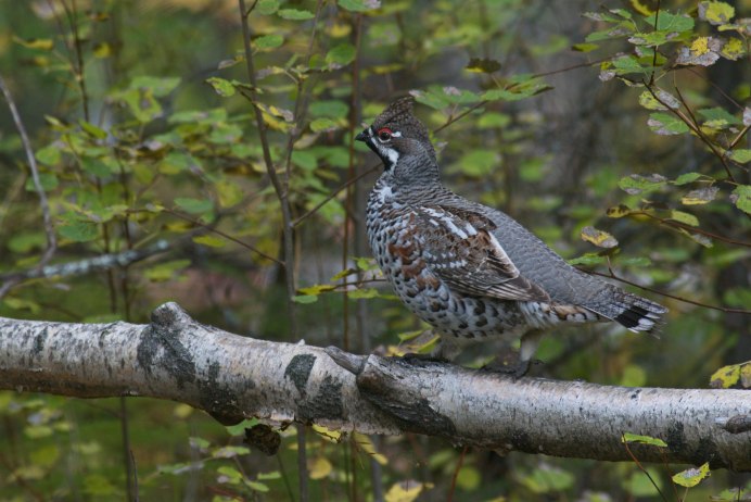 Рябчик в сметане на Руси