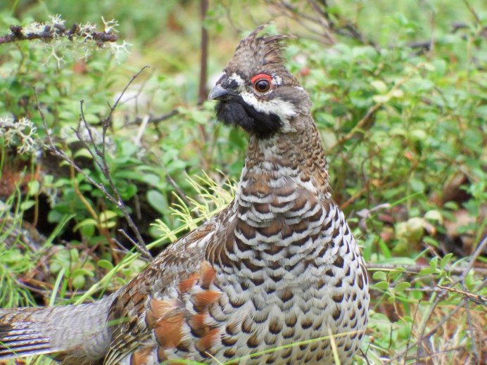 Дикий рябчик птица