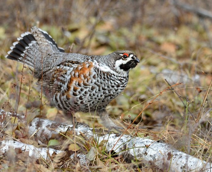 Рябчик (Bonasa bonasia)