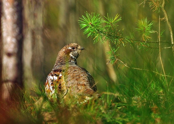 Рябчик самка