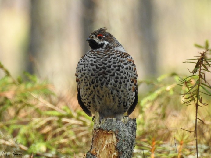 Рябчик Tetrastes bonasia